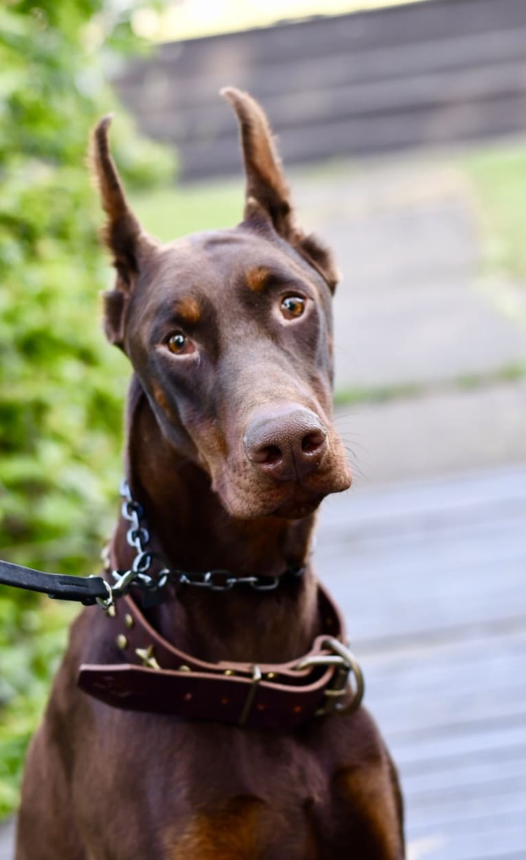 Legend, a Doberman Pinscher tested with EmbarkVet.com