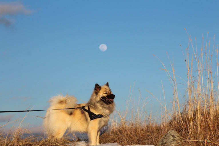 Yara, an Eurasier tested with EmbarkVet.com