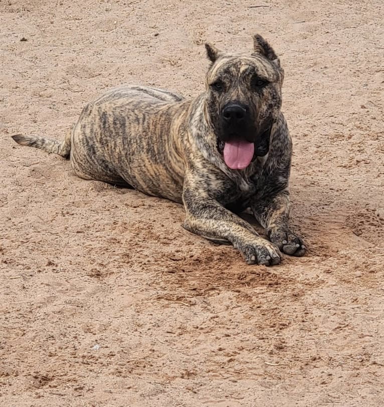 Ashrik, a Perro de Presa Canario tested with EmbarkVet.com