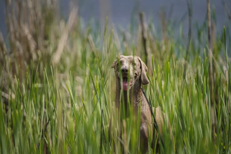 Angenehm's I Don't Need a Crown at Greyhaus, a Weimaraner tested with EmbarkVet.com