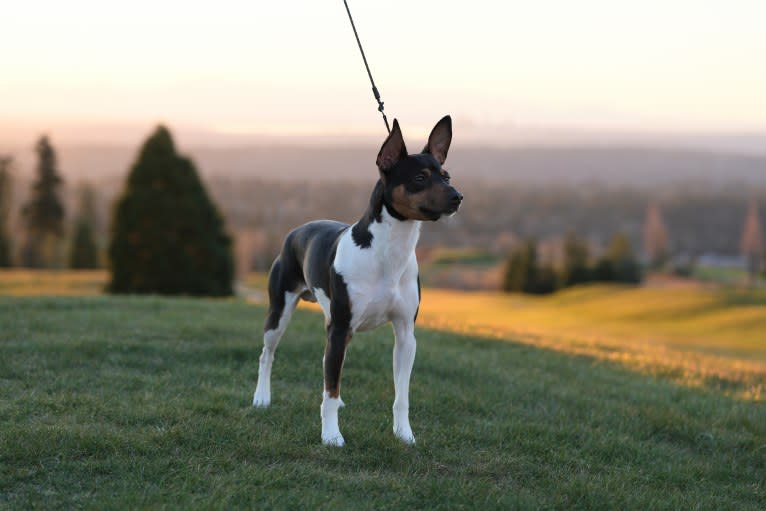Bode, a Rat Terrier tested with EmbarkVet.com