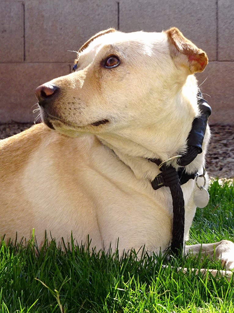 Doc, a Chihuahua and American Pit Bull Terrier mix tested with EmbarkVet.com