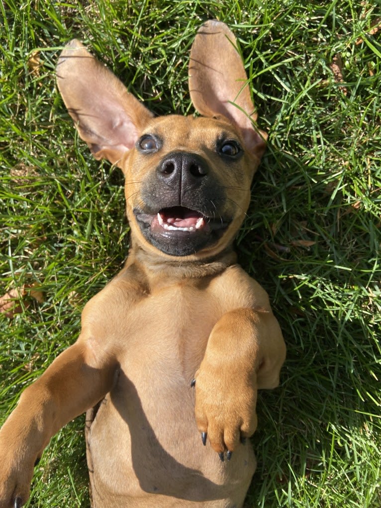 Moose, an American Pit Bull Terrier and American Staffordshire Terrier mix tested with EmbarkVet.com