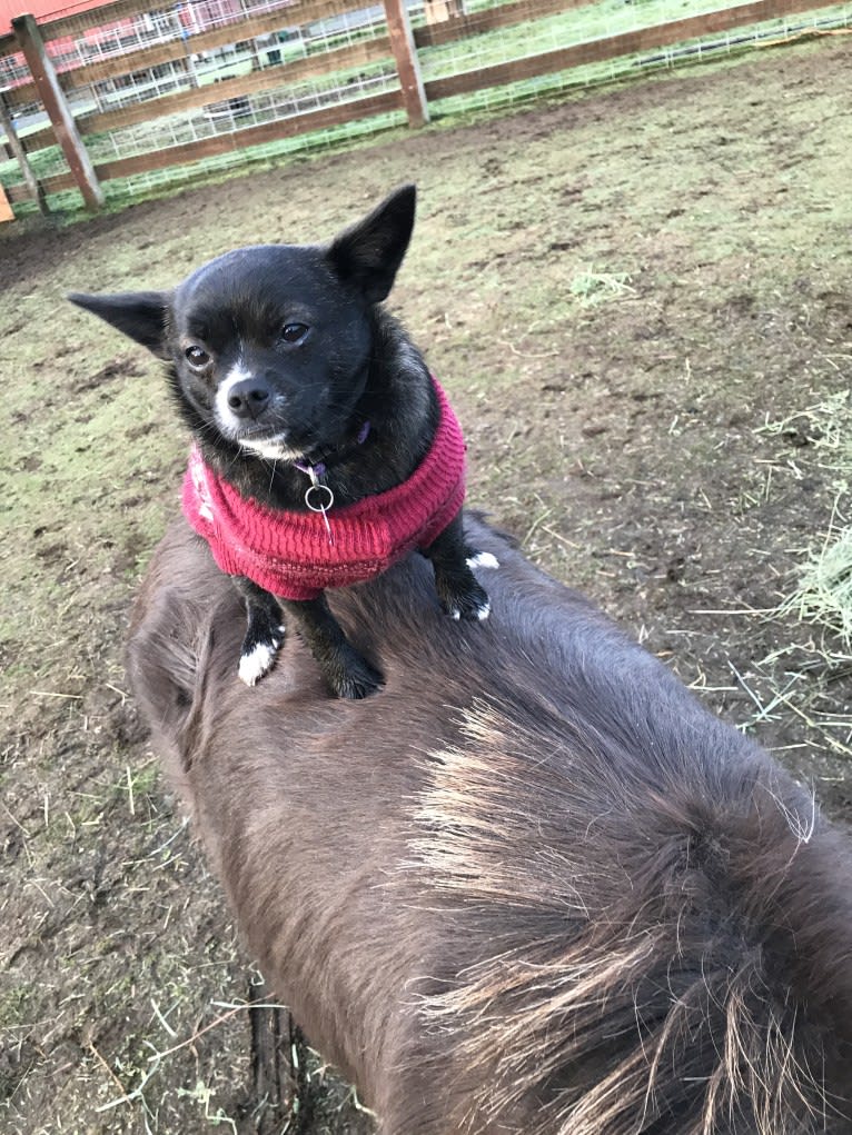 Indy, a Pomeranian and Shih Tzu mix tested with EmbarkVet.com