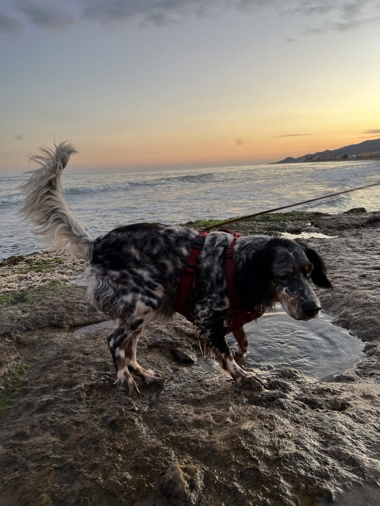 Daisy, an English Setter tested with EmbarkVet.com