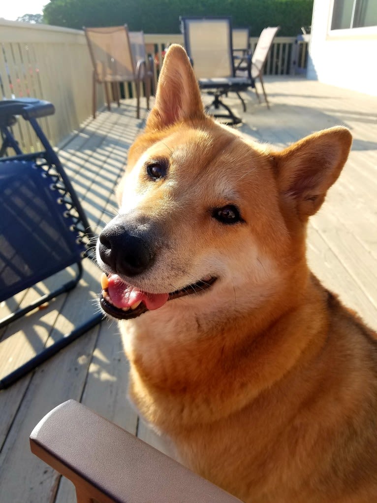 Misiek, a Shiba Inu tested with EmbarkVet.com