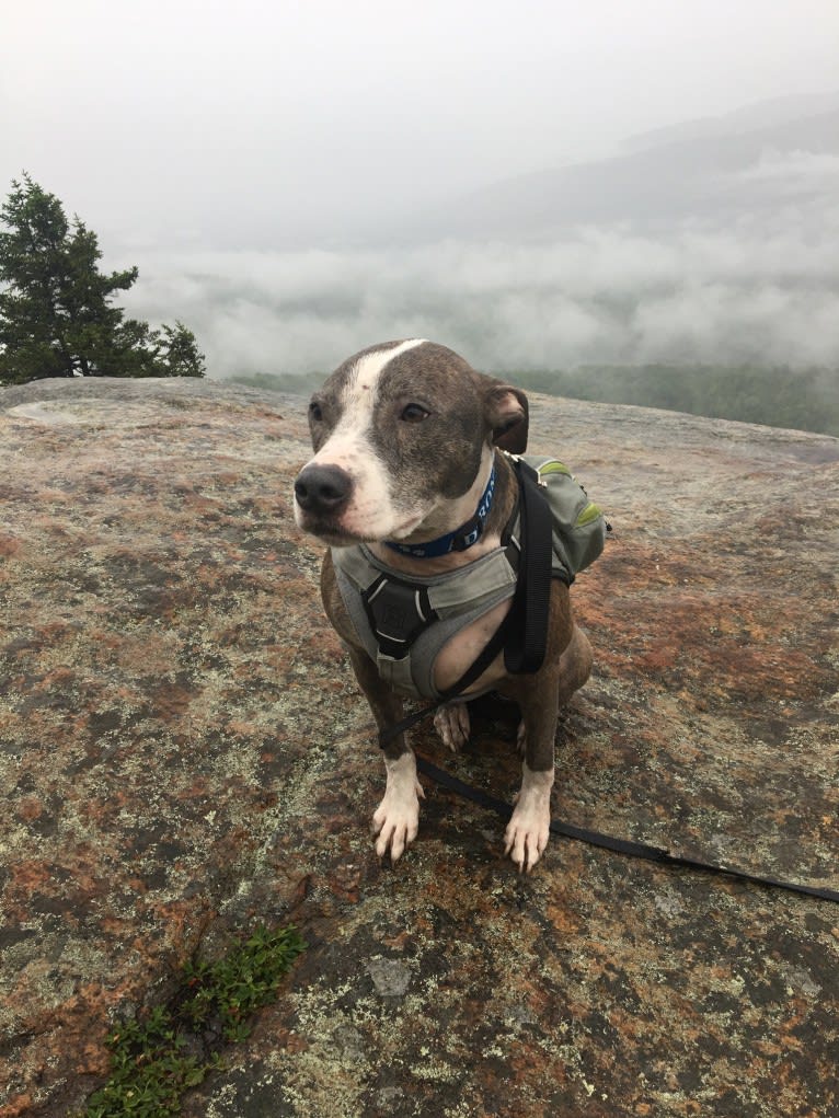 Rocko, an American Pit Bull Terrier tested with EmbarkVet.com