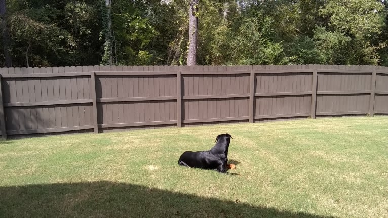 Uzi, a Doberman Pinscher tested with EmbarkVet.com