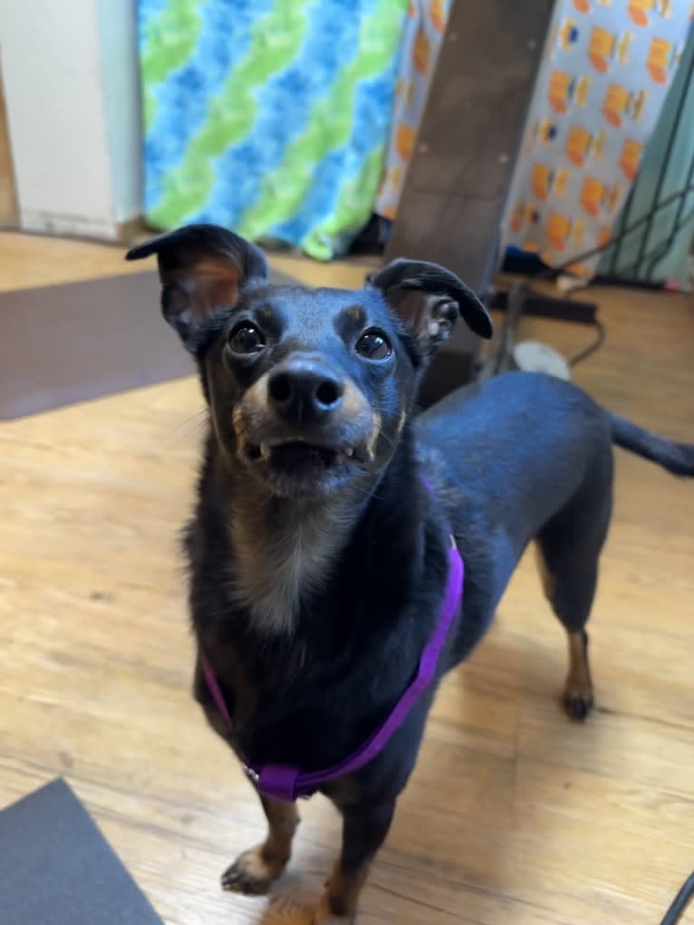 Elfie, a Shetland Sheepdog and Manchester Terrier (Toy) mix tested with EmbarkVet.com