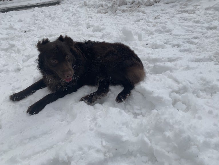 Snickers, an Australian Shepherd tested with EmbarkVet.com