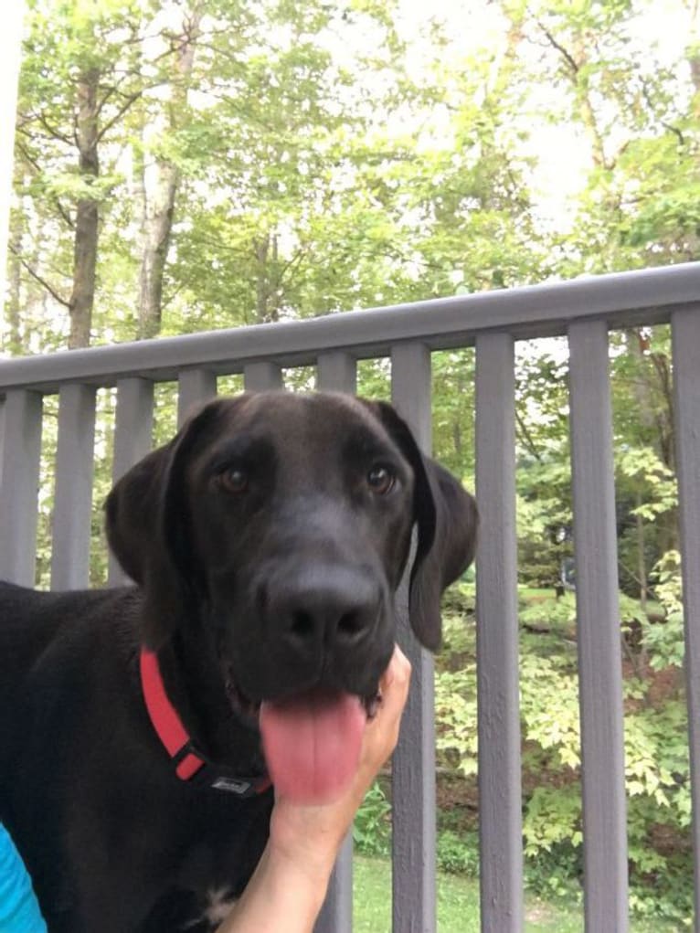 Bradley, a Labrador Retriever and Redbone Coonhound mix tested with EmbarkVet.com