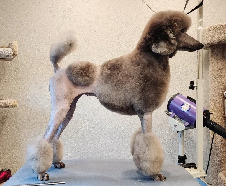 Arwen, a Poodle (Standard) tested with EmbarkVet.com