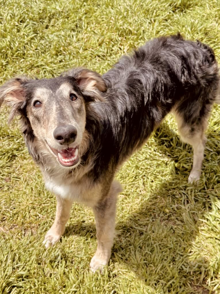 Pocus, a Silken Windhound tested with EmbarkVet.com