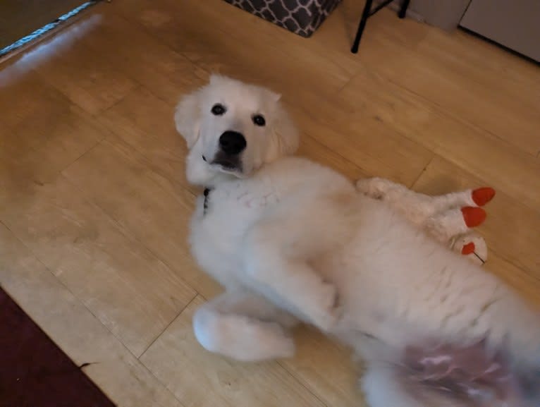 Valiant, a Great Pyrenees tested with EmbarkVet.com