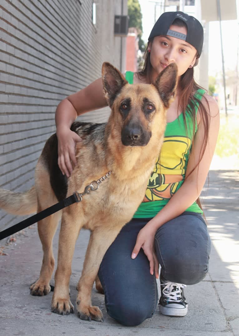 Greta, a German Shepherd Dog tested with EmbarkVet.com