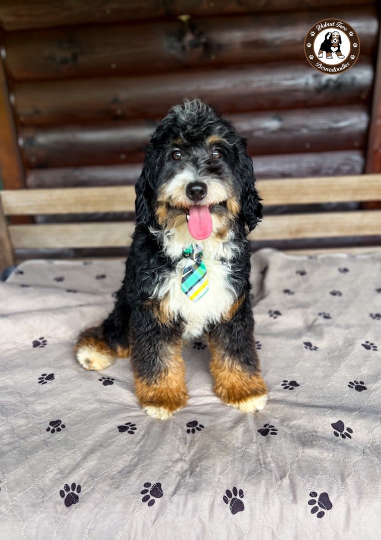 Jonesey, a Bernedoodle tested with EmbarkVet.com