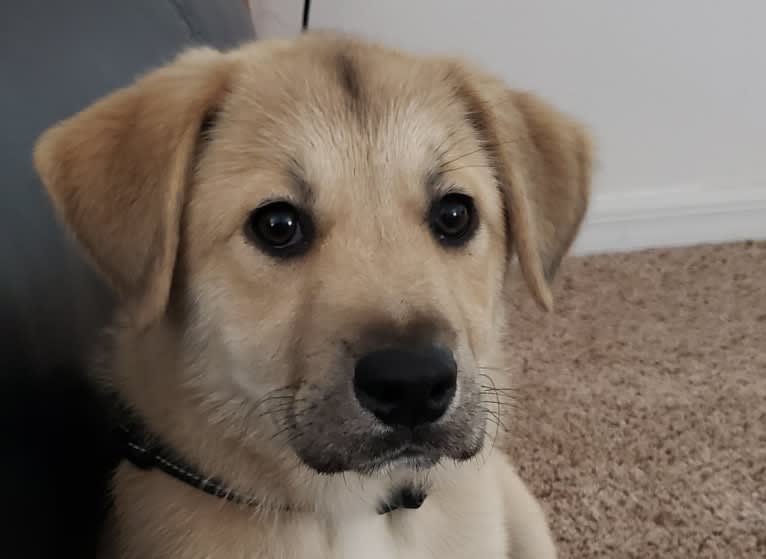 Torvi, an Akita and Australian Cattle Dog mix tested with EmbarkVet.com