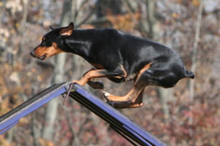 Jinx, a Doberman Pinscher and English Springer Spaniel mix tested with EmbarkVet.com