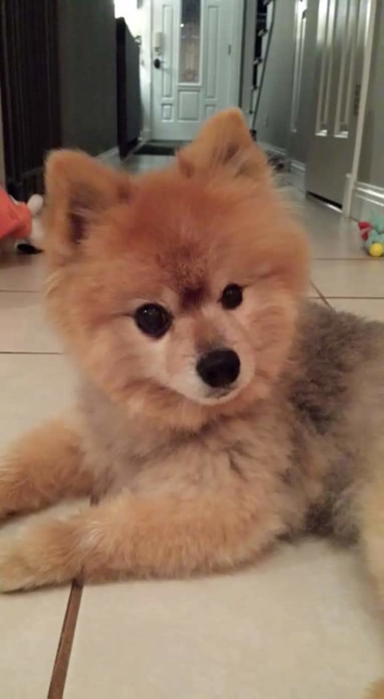 Zeke, a Pomeranian tested with EmbarkVet.com