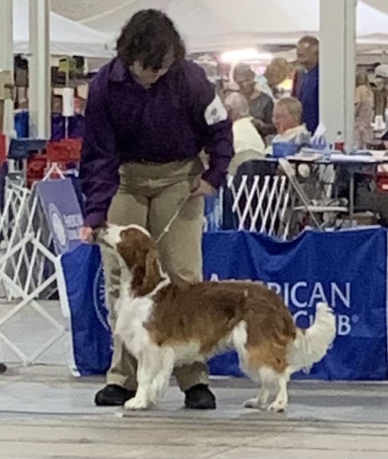 Romeo, a Welsh Springer Spaniel tested with EmbarkVet.com