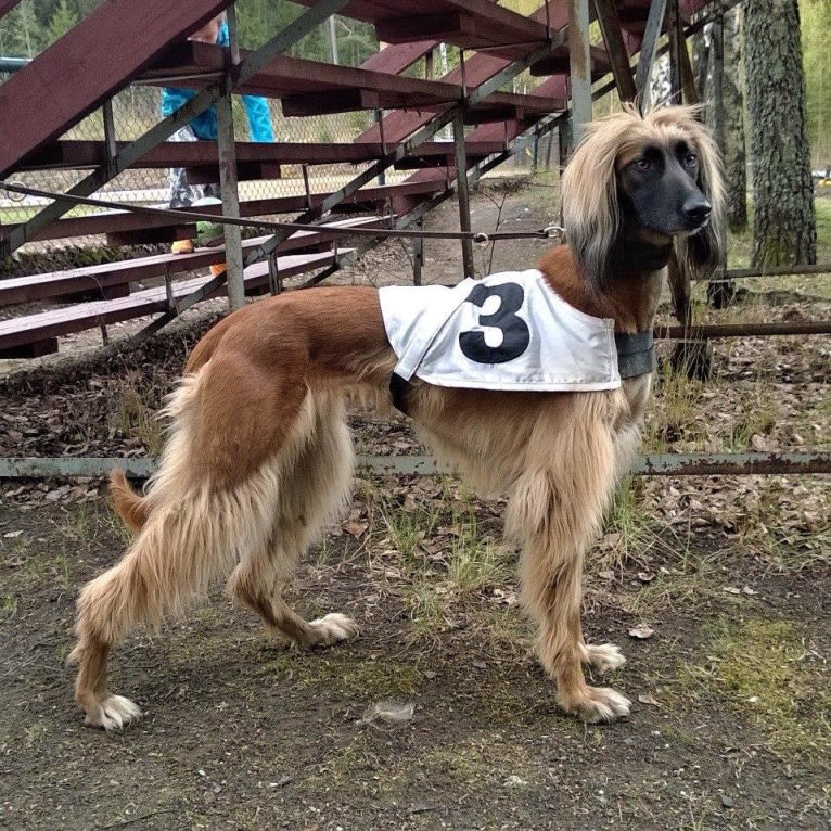 Kepi, an Afghan Hound tested with EmbarkVet.com