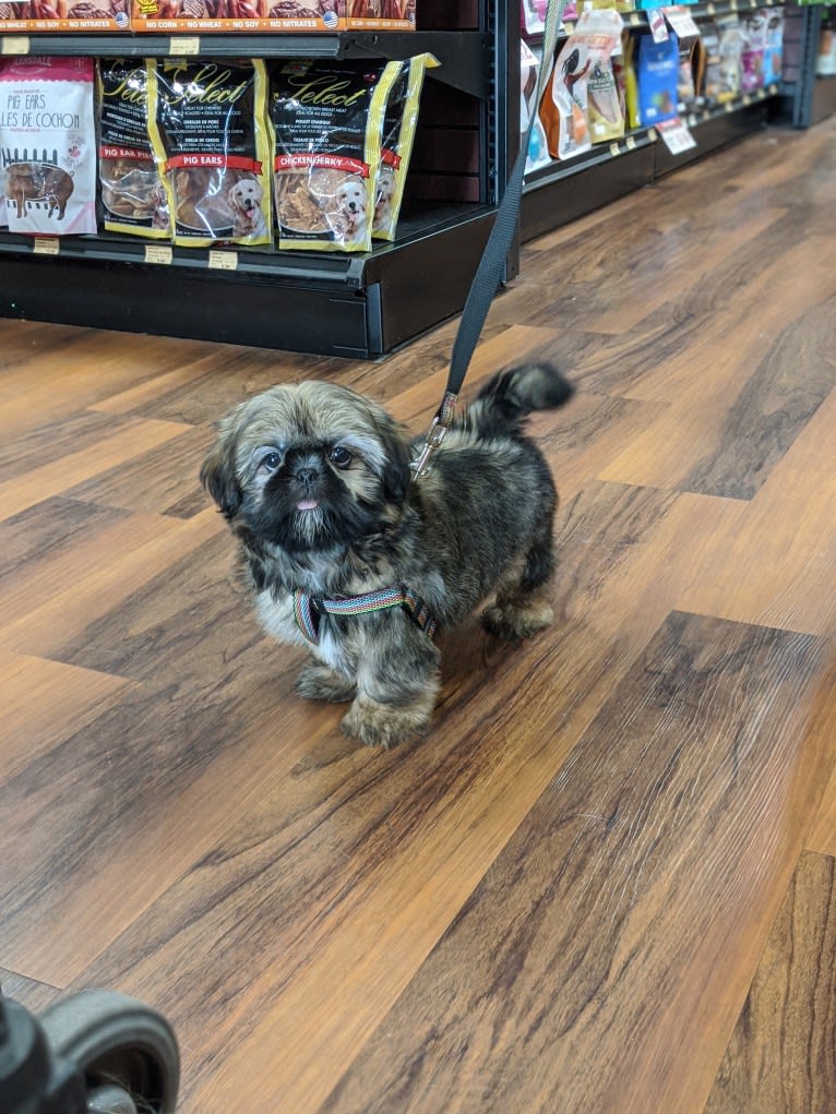 Tuna, a Shih Tzu tested with EmbarkVet.com