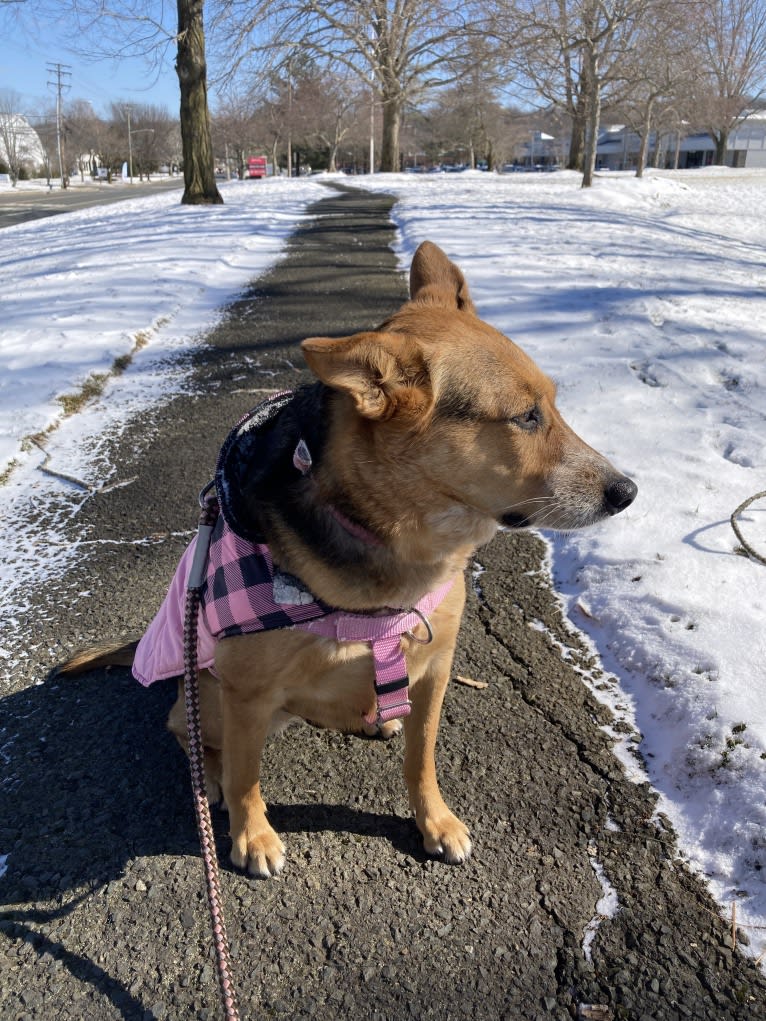 Stella, an Australian Cattle Dog and German Shepherd Dog mix tested with EmbarkVet.com