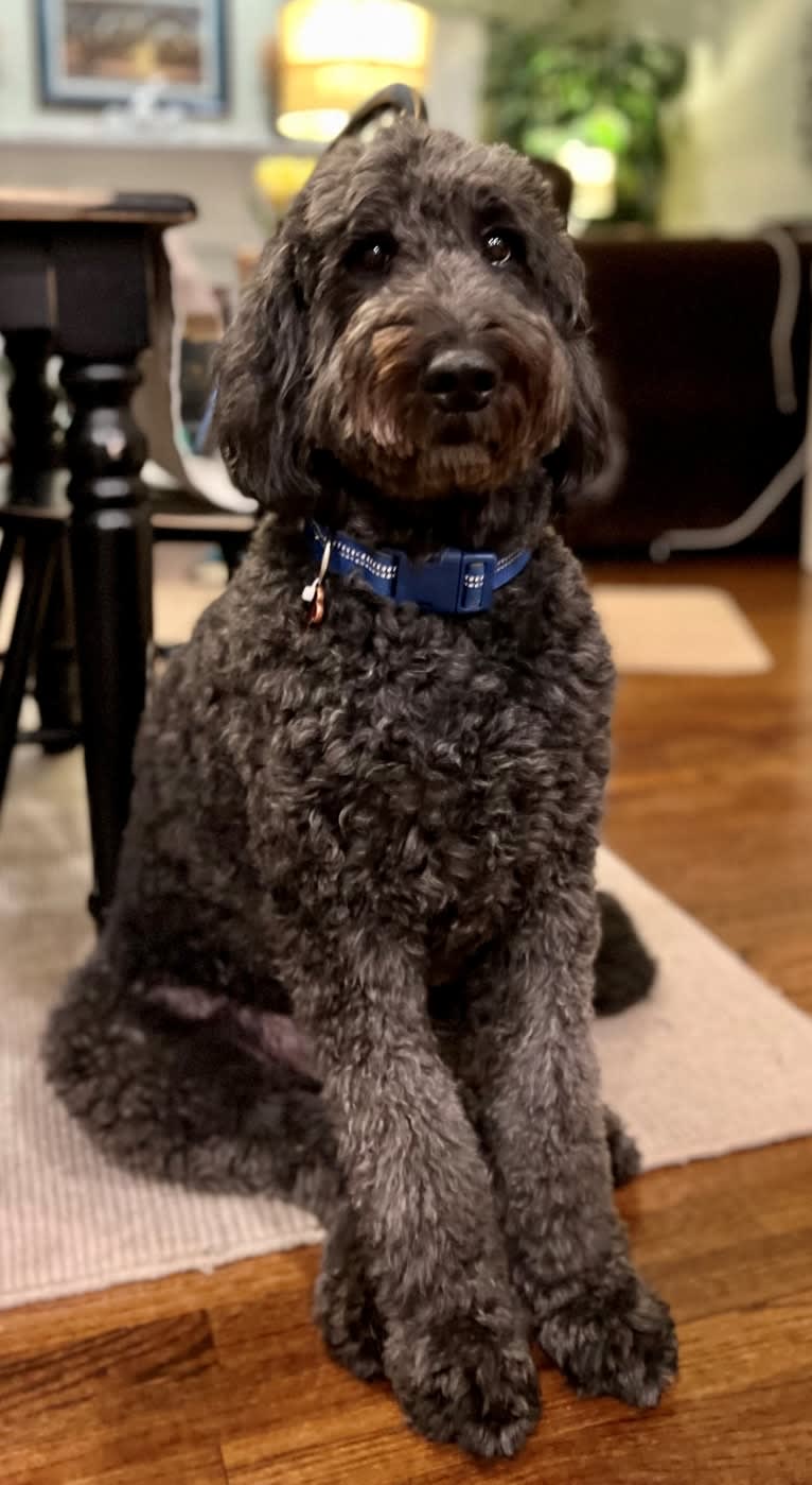 Jasper, a Goldendoodle tested with EmbarkVet.com