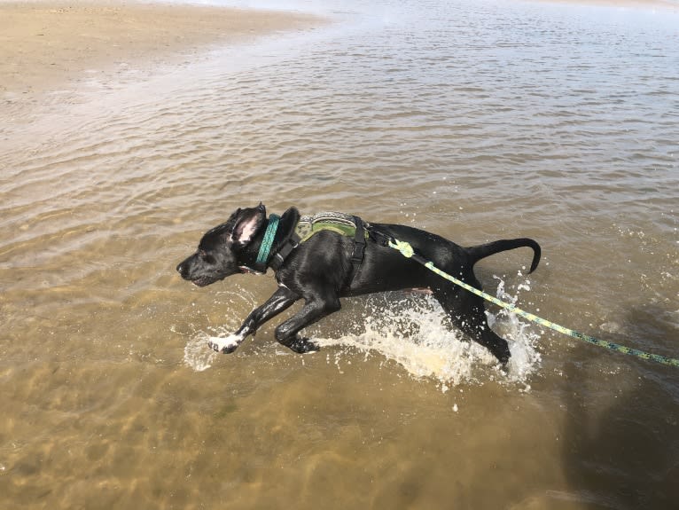 Huck, a German Shorthaired Pointer and Golden Retriever mix tested with EmbarkVet.com