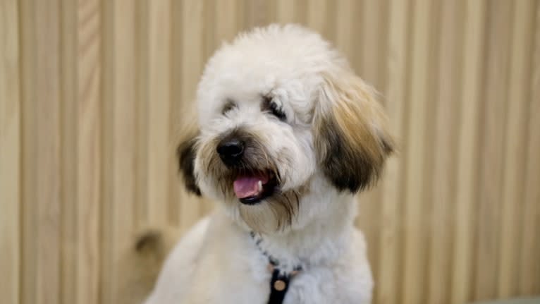 Hunter, a Poodle (Small) and Bichon Frise mix tested with EmbarkVet.com