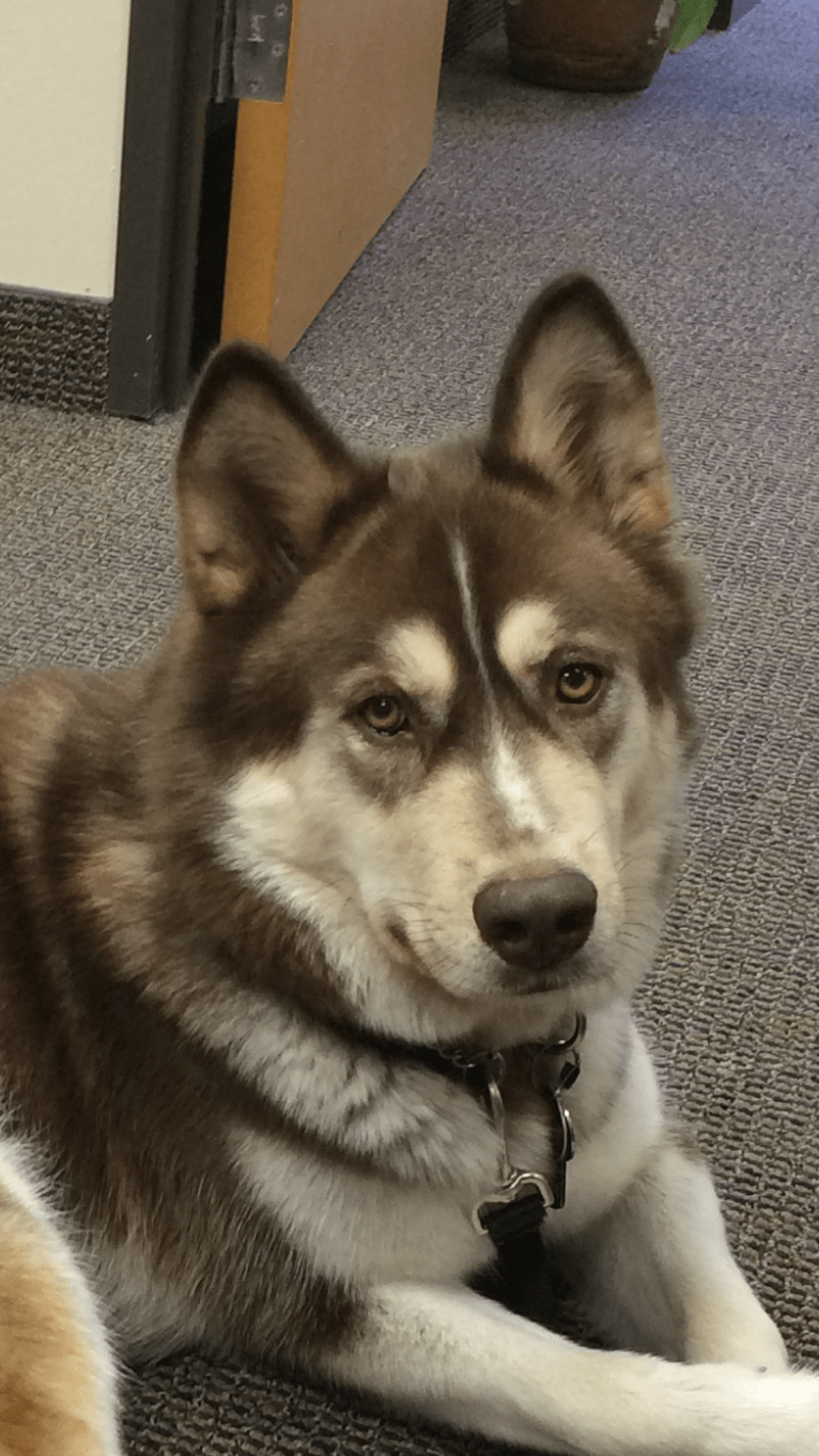 Merle, a Siberian Husky and Boxer mix tested with EmbarkVet.com