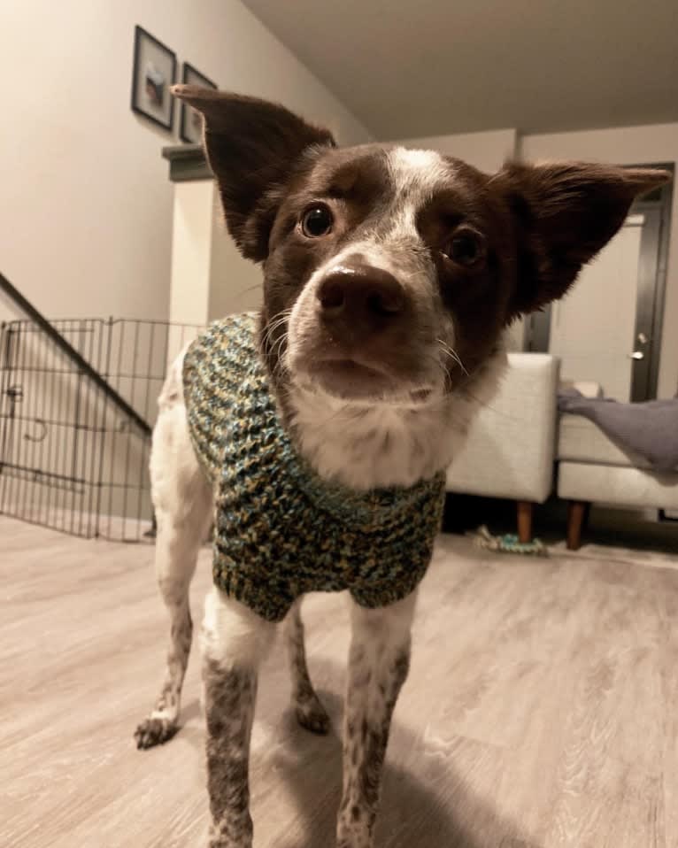 Darla, an Australian Cattle Dog and Border Collie mix tested with EmbarkVet.com