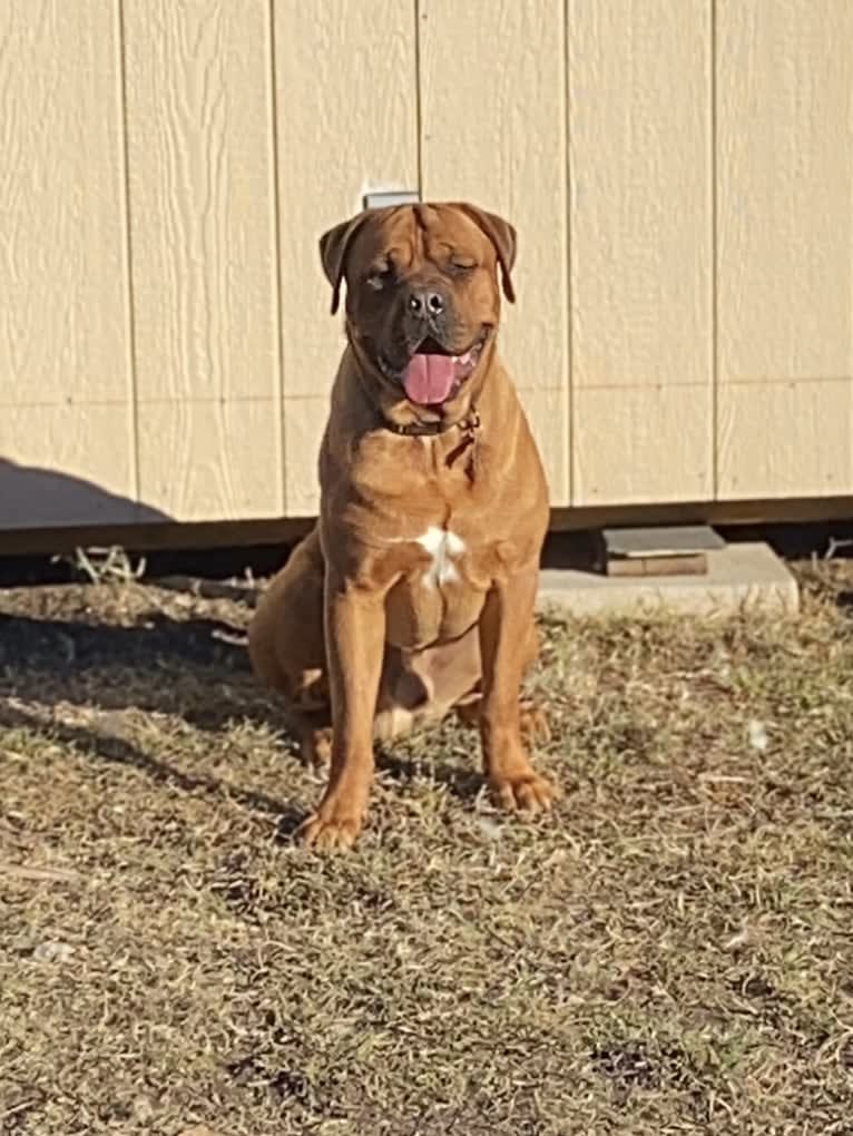 Roscoe, a Dogue de Bordeaux and Rottweiler mix tested with EmbarkVet.com