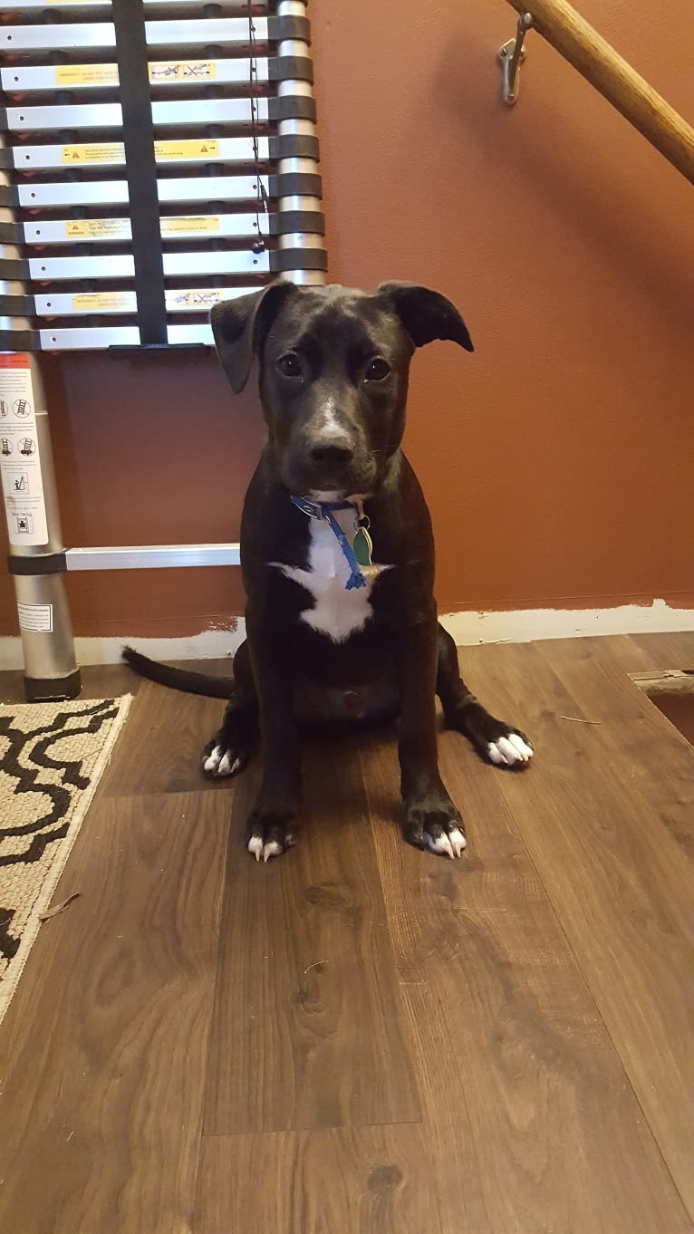 Finn, an American Bully and Labrador Retriever mix tested with EmbarkVet.com