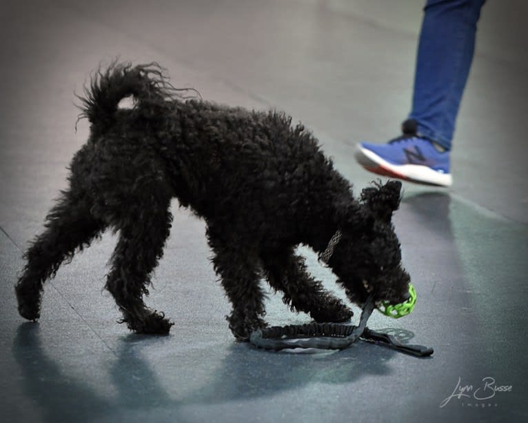 Klipsan Ticket To Ride   aka Tessa, a Pumi tested with EmbarkVet.com