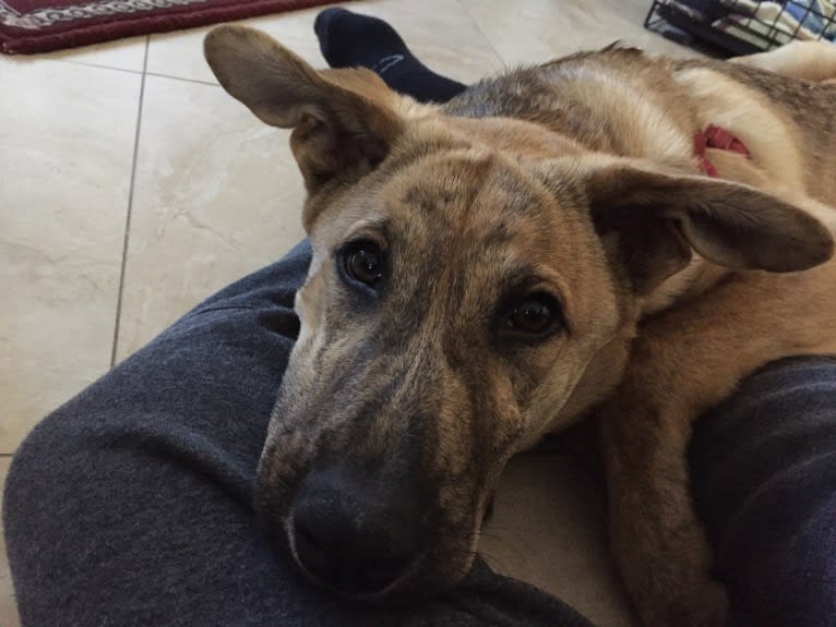 Rudy, a Siberian Husky and Boxer mix tested with EmbarkVet.com