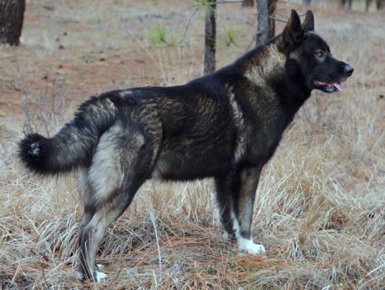 Stanley, a German Shepherd Dog and Alaskan Malamute mix tested with EmbarkVet.com