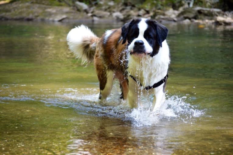 Sully, a Saint Bernard tested with EmbarkVet.com