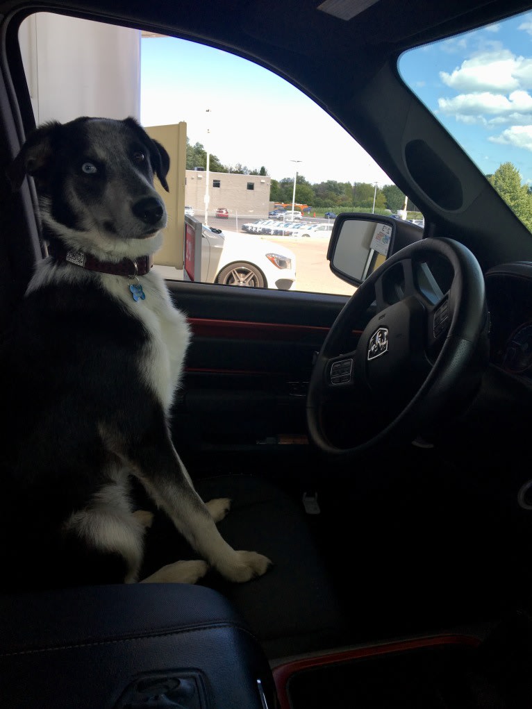 Rambo, a Siberian Husky and Rottweiler mix tested with EmbarkVet.com