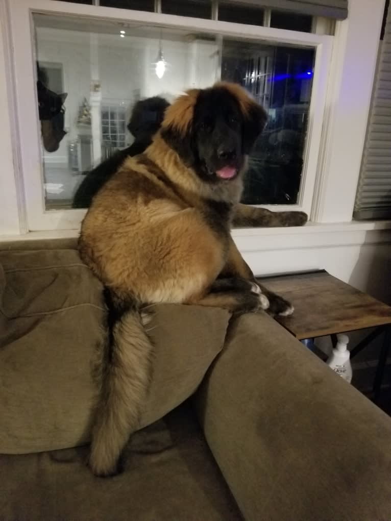 Kamenah's Only For the Brave of Heart "Jasiri", a Leonberger tested with EmbarkVet.com