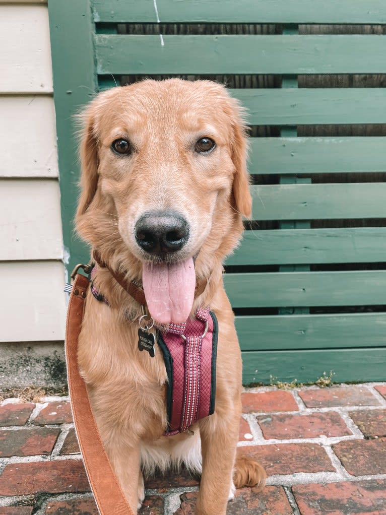 Marley, a Golden Retriever tested with EmbarkVet.com