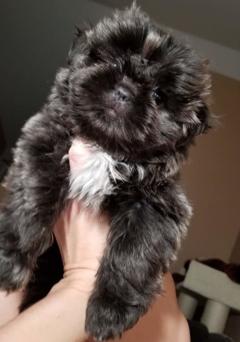 Morpheus, a Shih Tzu tested with EmbarkVet.com