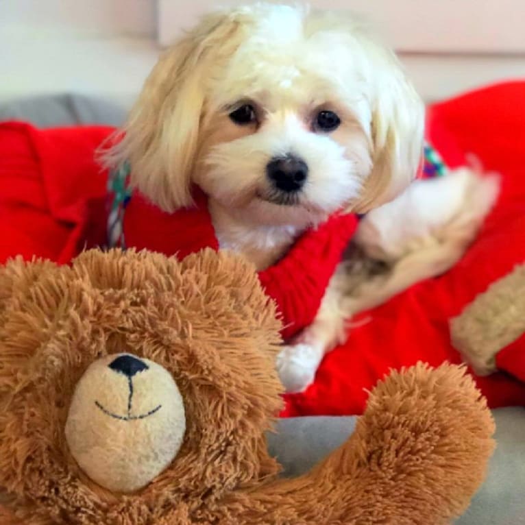 Maggie, a Maltese and Poodle (Small) mix tested with EmbarkVet.com