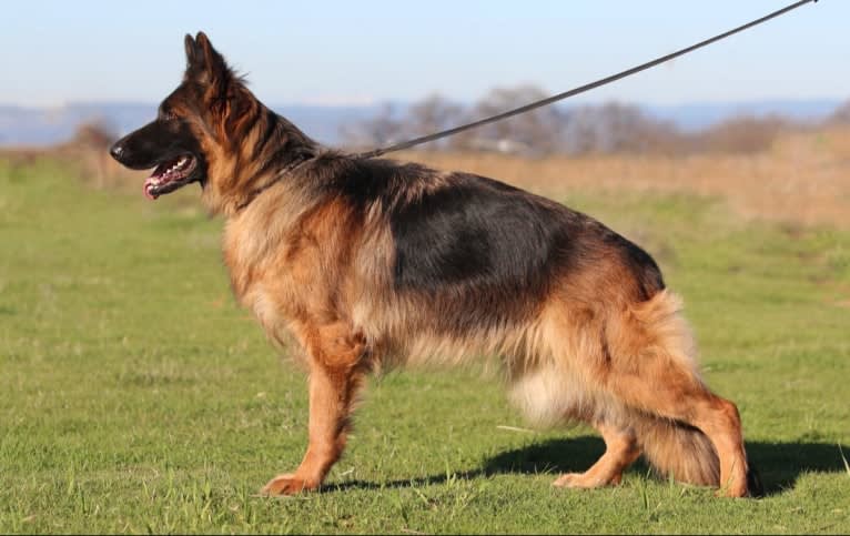 Kimber, a German Shepherd Dog tested with EmbarkVet.com