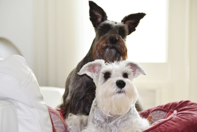 SPARTA, a Miniature Schnauzer tested with EmbarkVet.com