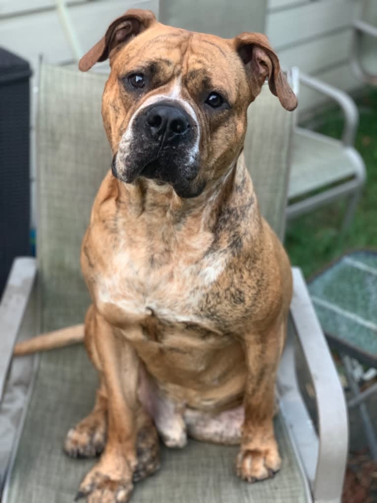 Mikey, an American Bulldog tested with EmbarkVet.com