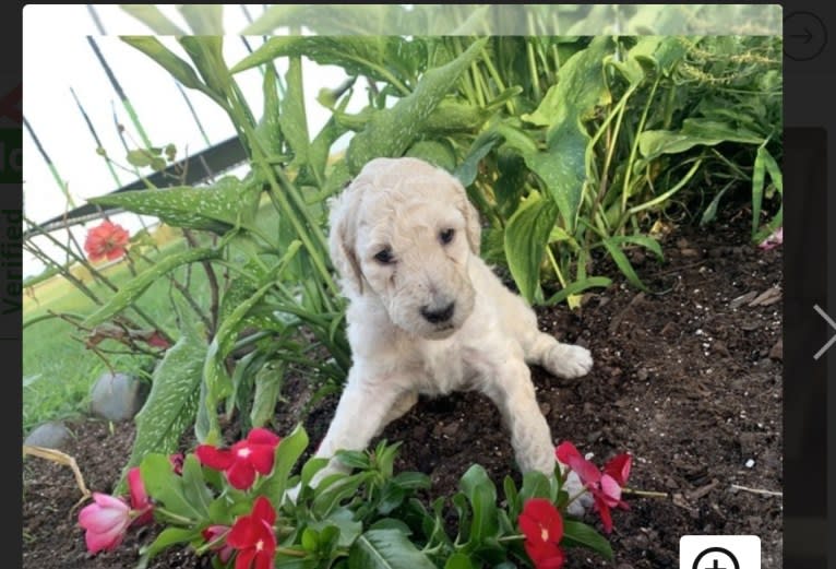 Bella, a Poodle (Standard) tested with EmbarkVet.com