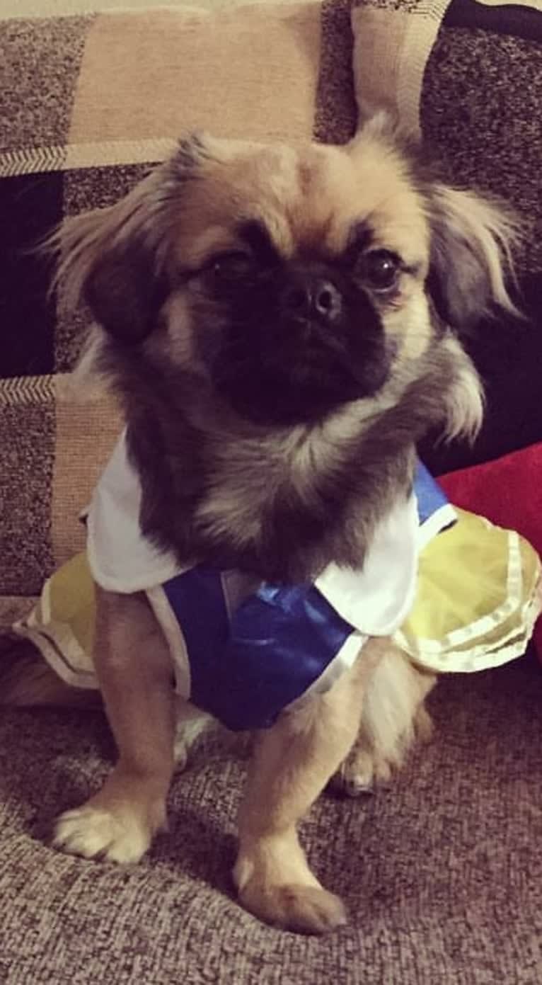 Eleanor, a Shih Tzu and Pekingese mix tested with EmbarkVet.com