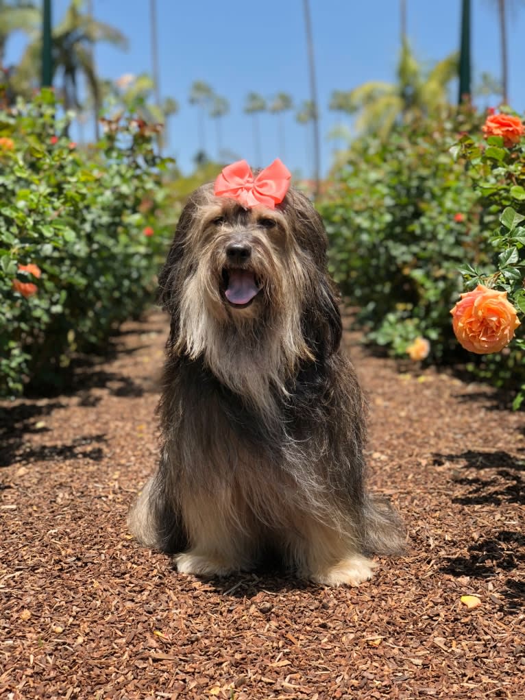 Shiloh, a Shih Tzu and Rottweiler mix tested with EmbarkVet.com