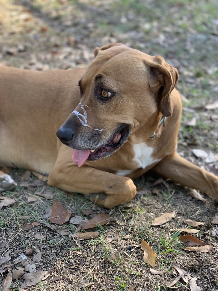 Lucy, an American Pit Bull Terrier and Mountain Cur mix tested with EmbarkVet.com